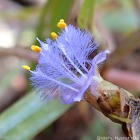 Cyanotis thwaitesii Hassk.
